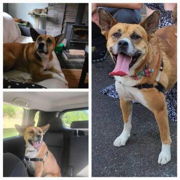 Rescue Boxer Dogs for Adoption in Abbotsford, British Columbia - Sable | PetCurious