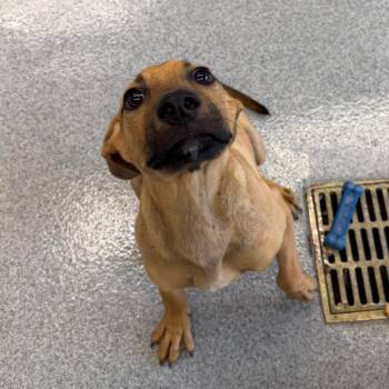 Bart -  Labrador Retriever and Mixed Breed Dog for Adoption in Martinsville, Virginia - Bart | PetCurious