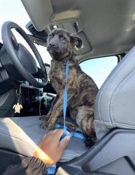 Dutch Shepherd and Mixed Breed Dogs Available for Adoption - SKYE | PetCurious