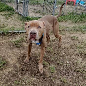 Rescue Mixed Breed Dogs for Adoption in Fredericksburg, Virginia - Hazy | PetCurious