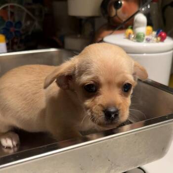 Terrier and Mixed Breed Dogs Available for Adoption - Ruby | PetCurious