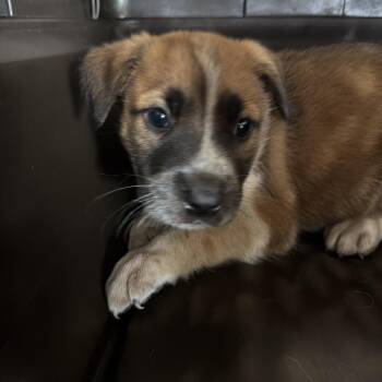 Pit Bull Terrier and Shepherd Dogs Available for Adoption in Birmingham, Alabama - Donald | PetCurious