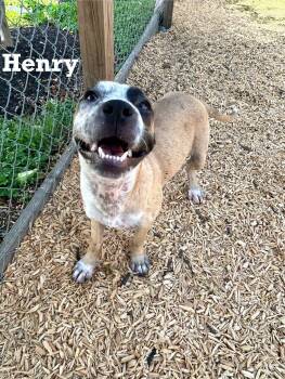 Rescue Mixed Breed Dogs for Adoption in Spring, Texas - Henry | PetCurious