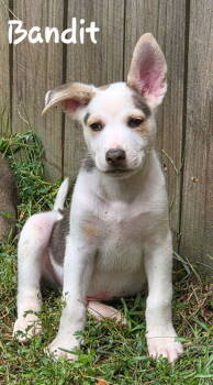 Rescue Shepherd Dogs for Adoption in Douglasville, Georgia - Bandit | PetCurious