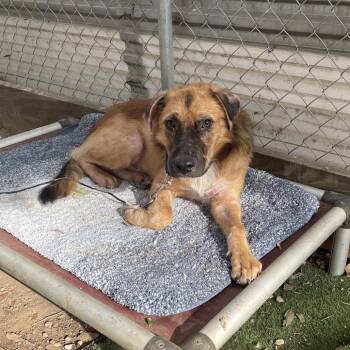 Chutney -  Mixed Breed Dog for Adoption in Austin, Texas - Chutney | PetCurious