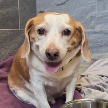 Fred -  Beagle Dog for Adoption in Cooperstown, New York - Fred | PetCurious