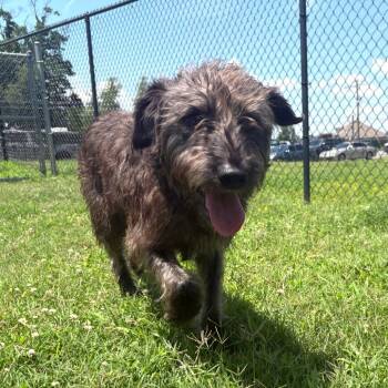 Terrier and Mixed Breed Dogs Available for Adoption in Cabot, Arkansas - (Found) Graham | PetCurious