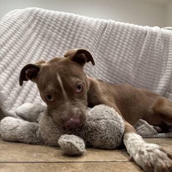 Elektra -  Pit Bull Terrier and Cattle Dog Dog for Adoption in Los Angeles, California - Elektra | PetCurious