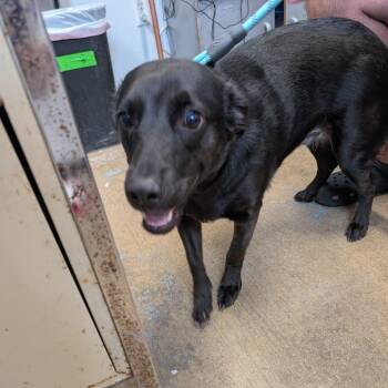 Dr. Pepper fka Ginger -  Mixed Breed Dog for Adoption in Leander, Texas - Dr. Pepper Fka Ginger | PetCurious