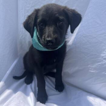 Elmo -  Mixed Breed Dog for Adoption in Canal Winchester, Ohio - Elmo | PetCurious