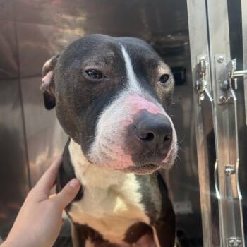 Mixed Breed Dogs Available for Adoption in Philadelphia, Pennsylvania - Cannoli | PetCurious