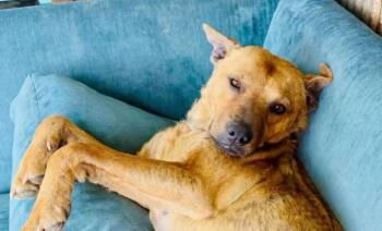 Emerald -  Mixed Breed Dog Available for Adoption in Wilsall, Montana - Emerald | PetCurious