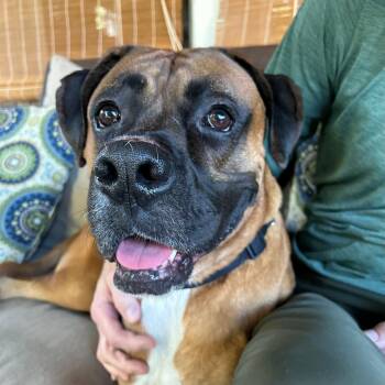 Buck -  Boxer Dog for Adoption in Grand Rapids, Michigan - Buck | PetCurious