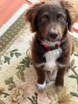 Hurshy -  Australian Shepherd and Border Collie Dog for Adoption in Campton, Kentucky - Hurshy | PetCurious