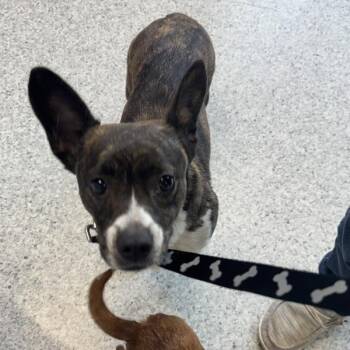 Harley -  Cardigan Welsh Corgi and Terrier Dog for Adoption in Des Moines, Iowa - Harley | PetCurious