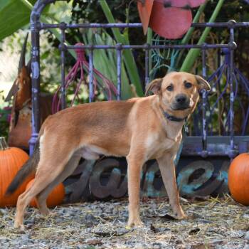 Prince -  Labrador Retriever Dog for Adoption in Wake Forest, North Carolina - Prince | PetCurious