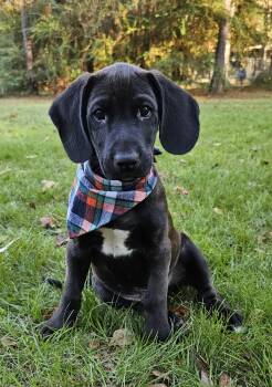 Rescue Hound and Retriever Dogs for Adoption in Bonifay, Florida - Barney (Coming Soon) | PetCurious