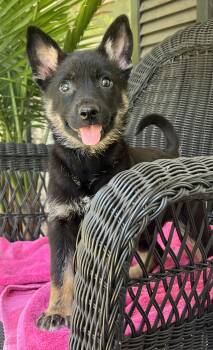 German Shepherd Dog Dogs Available for Adoption in Mount Pleasant, South Carolina - Moira | PetCurious