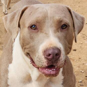 Bull Terrier Dogs Available for Adoption in Andover, Massachusetts - Harper Lee - Needs Summer Lovin! | PetCurious