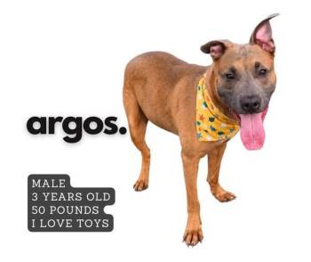 Argos -  Pit Bull Terrier Dog for Adoption in Ashland, Kentucky - Argos | PetCurious