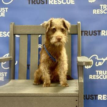 KITKAT -  Schnauzer Dog for Adoption in Waterford, New Jersey - KITKAT | PetCurious