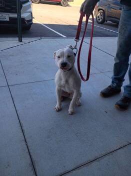 Grace -  Mixed Breed Dog for Adoption in Atlanta, Georgia - Grace | PetCurious