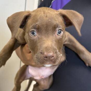 Pit Bull Terrier and Chocolate Labrador Retriever Dogs Available for Adoption in East St. Louis, Illinois - Hickory | PetCurious
