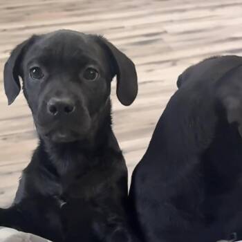 Rescue Labradoodle Dogs for Adoption - Zulu | PetCurious