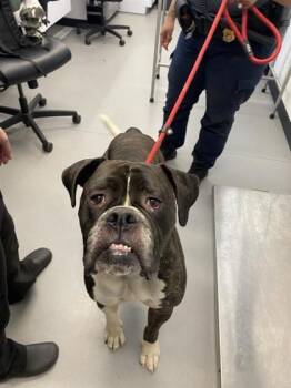 Rescue American Bulldog and Mixed Breed Dogs for Adoption in West Chester, Pennsylvania - Polaris | PetCurious