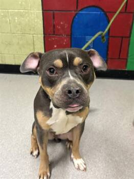 Pit Bull Terrier Dogs Available for Adoption - TONY | PetCurious