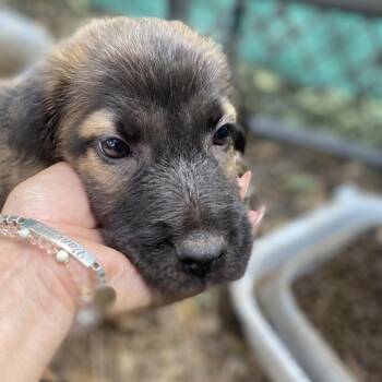 Winnie -  Schnauzer Dog for Adoption in Escondido, California - Winnie | PetCurious