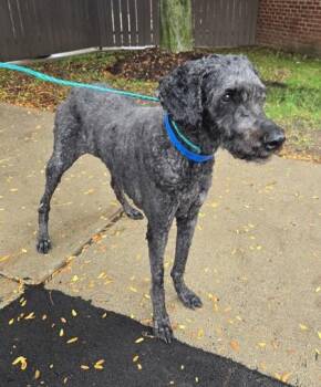 Iggy -  Standard Poodle and Mixed Breed Dog for Adoption in Westland, Michigan - Iggy | PetCurious
