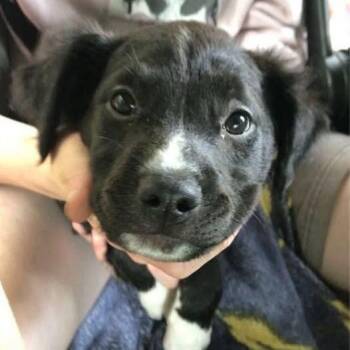 Black Labrador Retriever and Mixed Breed Dogs Available for Adoption in Muncie, Indiana - Gelato | PetCurious