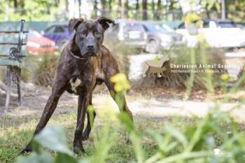 Plott Hound and Mixed Breed Dogs Available for Adoption in North Charleston, South Carolina - 92551a Renegade | PetCurious
