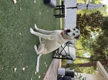 Bunga -  Anatolian Shepherd and Shepherd Dog for Adoption in Tucson, Arizona - Bunga | PetCurious