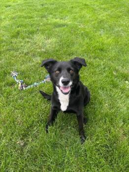 Storm -  Hound Dog for Adoption in Findlay, Ohio - Storm | PetCurious