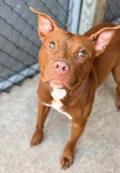 Jacqueline -  Pit Bull Terrier Dog for Adoption in Chicago, Illinois - Jacqueline | PetCurious