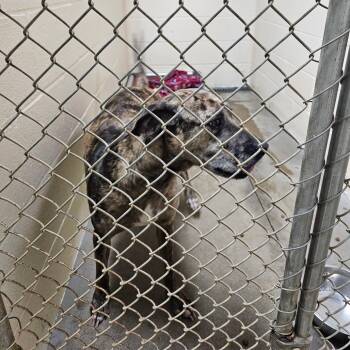 Rescue Mountain Cur Dogs for Adoption in Palestine, Texas - Missy | PetCurious