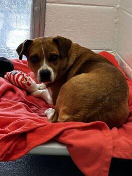 Pippy -  Mixed Breed Dog for Adoption in Spruce Pine, North Carolina - Pippy | PetCurious