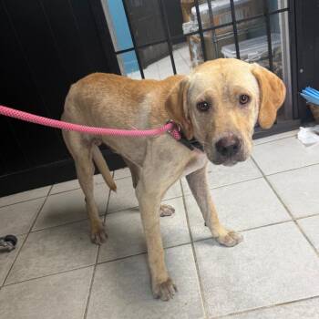 Rooster -  Yellow Labrador Retriever Dog for Adoption in Savannah, Georgia - Rooster | PetCurious