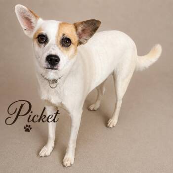 Picket -  Jack Russell Terrier and Mixed Breed Dog for Adoption in Crossville, Tennessee - Picket | PetCurious