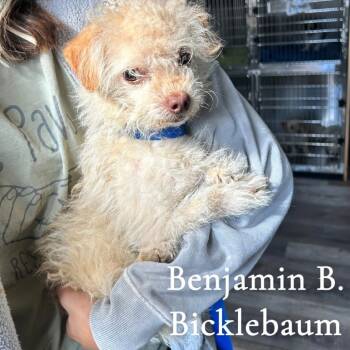 Rescue Shih Tzu and Poodle Dogs for Adoption in New Orleans, Louisiana - Benjamin B. Bicklebaum (Benefactor Dog) | PetCurious