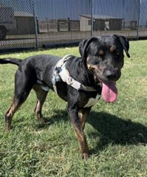RICK -  Plott Hound and Mixed Breed Dog for Adoption in Killeen, Texas - RICK | PetCurious