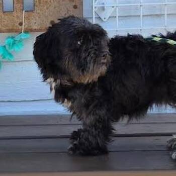 Boba -  Shih Tzu Dog for Adoption in Prescott, Arizona - Boba | PetCurious