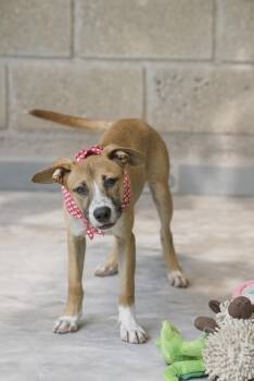 Sammi -  Yellow Labrador Retriever and Chihuahua Dog for Adoption in Calgary, Alberta - Sammi | PetCurious