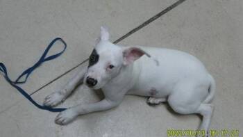 Rescue Pit Bull Terrier Dogs for Adoption in Oakland, California - Maebe | PetCurious