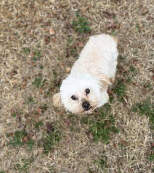 Poodle Dogs Available for Adoption - Baeya | PetCurious