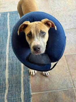 Pit Bull Terrier Dogs Available for Adoption in Orlando, Florida - Bubbles | PetCurious