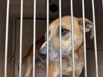Pit Bull Terrier Dogs Available for Adoption in Oklahoma City, Oklahoma - PRAIRIE | PetCurious