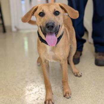 Dewey -  Black Mouth Cur Dog for Adoption in Riverwoods, Illinois - Dewey | PetCurious